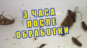 УНИЧТОЖЕНИЕ ТАРАКАНОВ И 3 ЧАСА СПУСТЯ