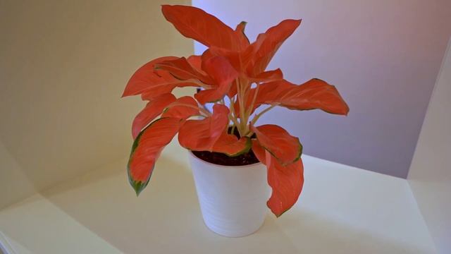 Офис AVITO в Санкт-Петербурге (часть 2) смотреть онлайн