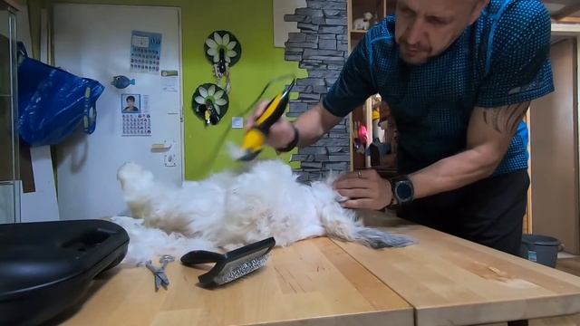 Как самому подстричь собаку (Ши-тцу) смотреть онлайн