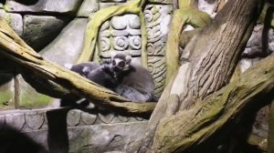 Океанариум Воронеж