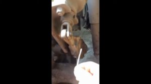 Ремонт тормозной трещётки - ТАТА ЭТАЛОН