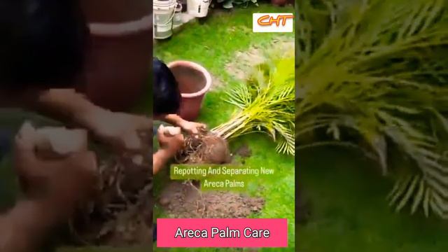 How to Repot Areca Palm l Areca Palm Care tips l #youtube #plantcare #video #arecapalm