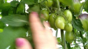 🍅томат- сорт Паскаль из Пикардии 👍