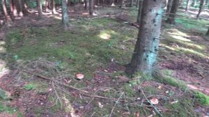 На разведку в лес за грибами. Ищем благородные грибы. Как отличить ложный боровик от настоящего.