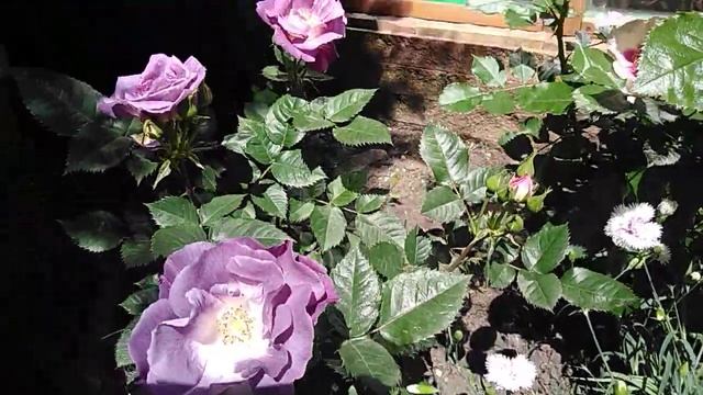 первое цветение роз из. питомника Розы от Натали. смотреть онлайн