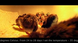 Цесарки. Разведение в Инкубаторе. Guinea Fowl. Breeding.