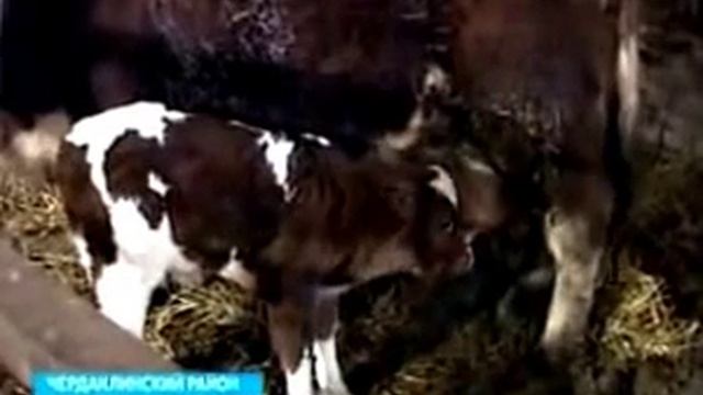 Телята и коровы герефордской породы в Ульяновской области.