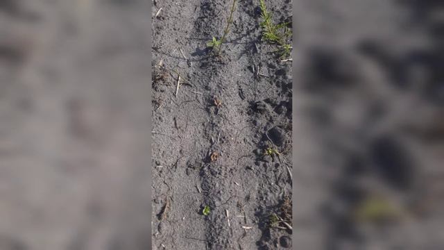 Подсолнух Белла Euralis смотреть онлайн