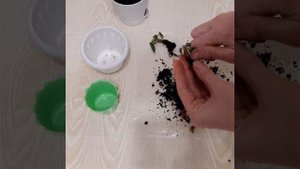 Как спасти погибающую фиалку?!