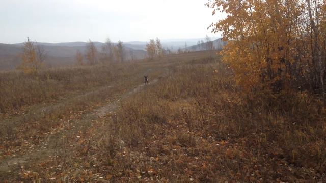 Сын, домой! смотреть онлайн
