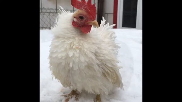 Малазийская Серама (петушки). смотреть онлайн