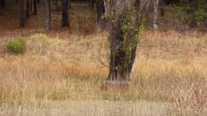 Canon XC10 video test