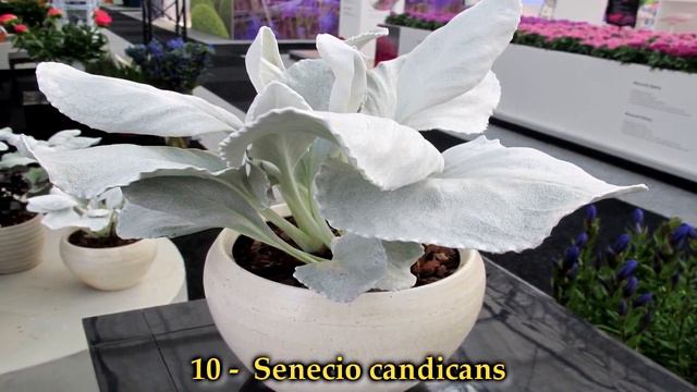 Apresentação de 20 espécies de plantas suculentas para identificação nomes científicos atualizados смотреть онлайн