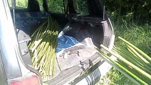 Заготовка лозы(ивового прута ) летом.