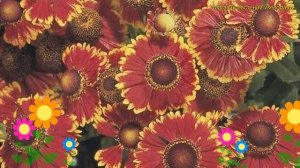 Гелениум осенний Хелена Ред Шейдс. Краткий обзор, описание helenium autumnale Helena Red Shades