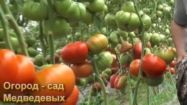 5 вкусных, салатных, крупноплодных сортов томатов смотреть онлайн
