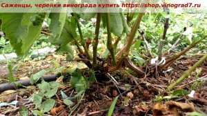 Прививка винограда в боковой зарез. Работа, любимая работа. Пузенко Наталья Лариасовна