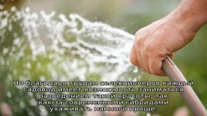Петуния ампельная — описание, посадка и уход