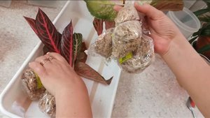 Адаптация тайских аглаонем с открытой корневой. #1 Обработка, посадка.