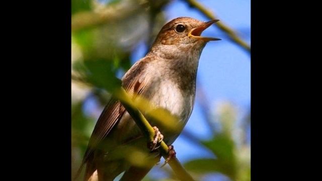 Трио Реликт Тихо Струится Река Серебристая На Стихи С Есенина смотреть онлайн