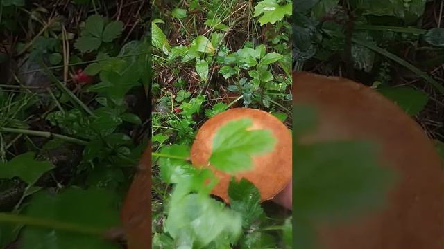 Дожди идут, грибы растут. смотреть онлайн