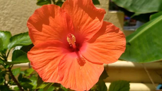 Orange colour hibiscus flower|hibiscus смотреть онлайн