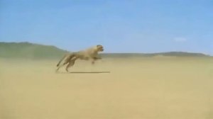 ЛЕОПАРД ПРОТИВ КРАСНОГО ВОЛКА. КТО ПОБЕДИТ ?