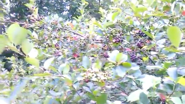 Черная рябина плоды.Куст черной рябины.Рябина черная плодоносит