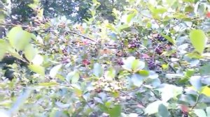 Черная рябина плоды.Куст черной рябины.Рябина черная плодоносит