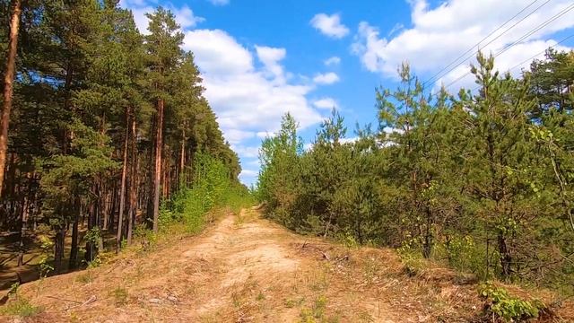 ПОЕЗДКА НА ОЗЕРО И СБОР СОСНОВЫХ ШИШЕК.ЖИВОЙ СИРОП ИЗ СОСНОВЫХ ШИШЕК. смотреть онлайн