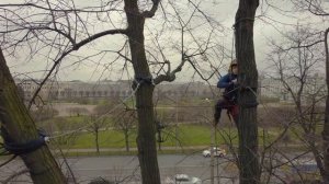 Укрепление деревьев в Летнем саду. Питерарбо