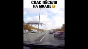 ПРИКОЛ - спас песеля на мкаде