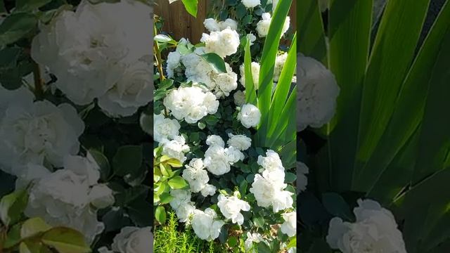 White Meidiland Meilland Франція, 1987 смотреть онлайн