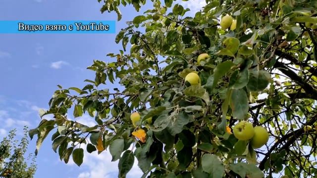 Сегодня 19 августа -Праздник Преображения Господня, а в народе этот праздник называют Яблочный Спас смотреть онлайн