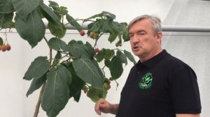 Томатное дерево в Воронеже. Выращиваем и пробуем плоды.