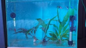 Разведение расборы гетероморфа от А до Я