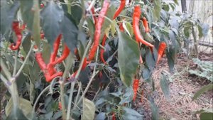 сажаем острый перец   сорт Чилийская жара