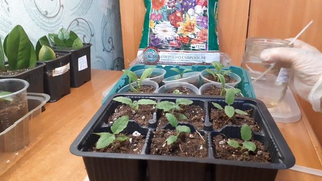 Рассада цветов.Подкормка из 3 удобрений на 1 этапе после пикировки.