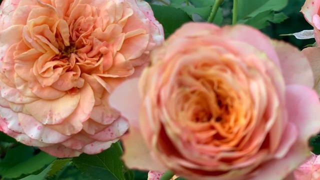 Роза Ла Вилла Кота ( Rose La Villa Kotta ) 10 августа 2021 г. смотреть онлайн