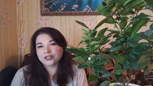 Лимон из косточки. Будут ли плоды ? у дичков? Стоит ли сажать?/ Цитрусовый Рай МариАны
