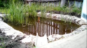 Ловлю рыбу в своём декоративном пруду