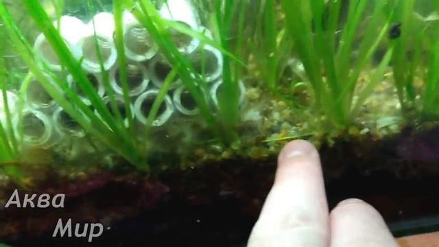 Обслуживание аквариума на 45 литров креветочник смотреть онлайн