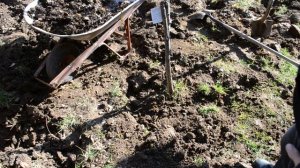 Окапываем дерево и обкладываем навозом или компостом.