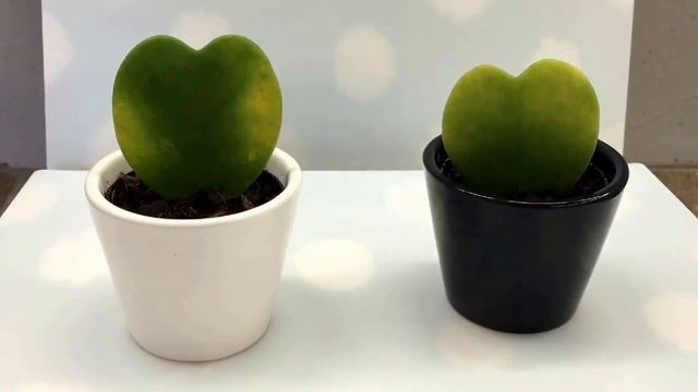 Хойя Керри ☘ (Hoya Kerrii), Листья Сердце смотреть онлайн