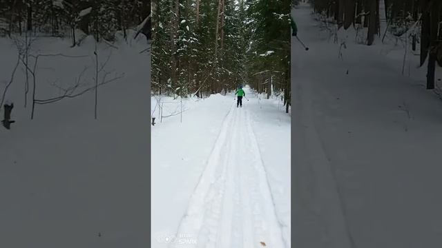 Лыжная прогулка по зимнему лесу! ?? смотреть онлайн