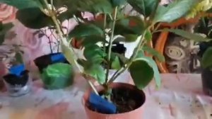 Получила гортензии от Галины Гуськовой. Бомба💣, а не Гортензии 😍