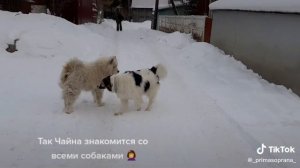 Софья - немного о своем питомце