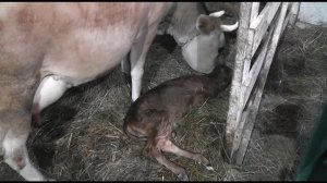 Отел джерсийской коровы полный процесc