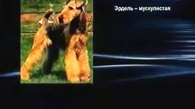 Эрдельтерьер  описание породы