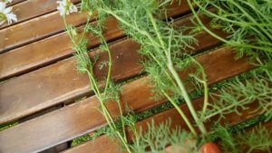 РОМАШКА АПТЕЧНАЯ, КАК ОТЛИЧИТЬ, СДЕЛАЙ ЭТОТ ТЕСТ.